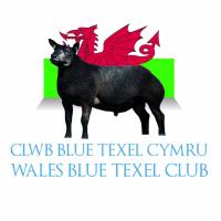WELSH BLUE TEXEL CLUB